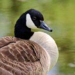 Goose Pond Colony Lake Course