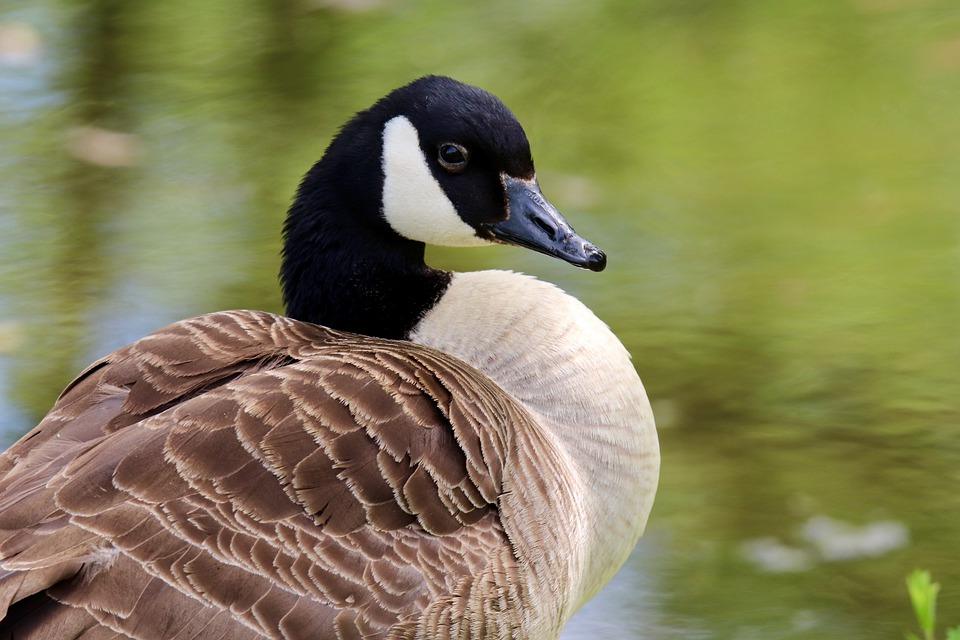 Goose Pond Colony Lake Course