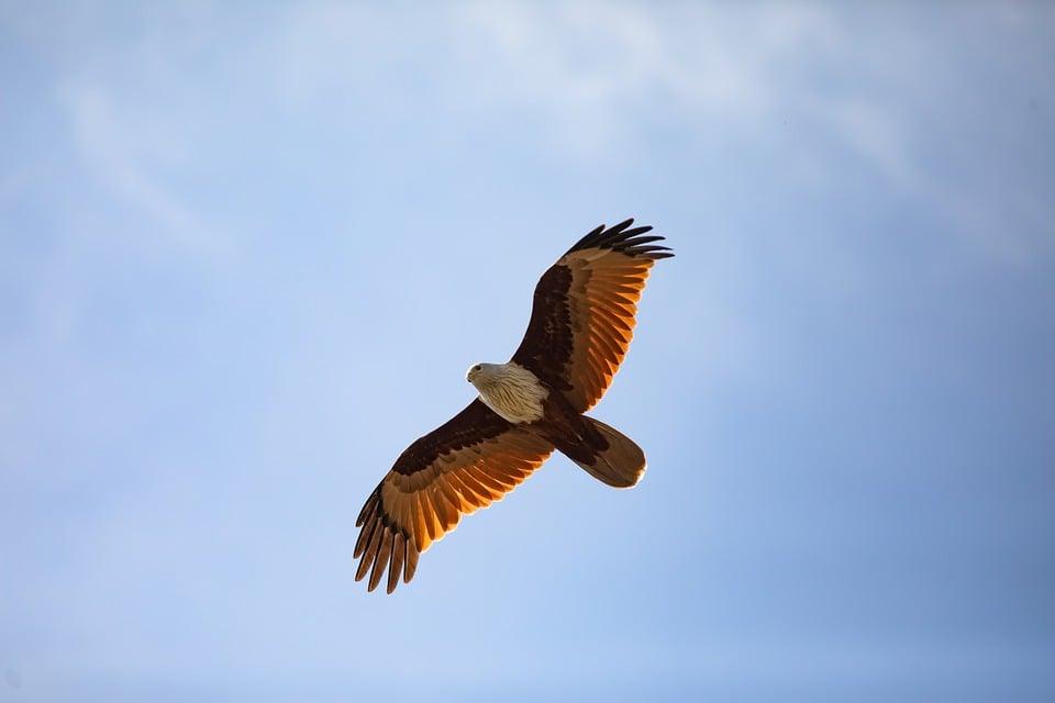 What Is An Eagle In Golf