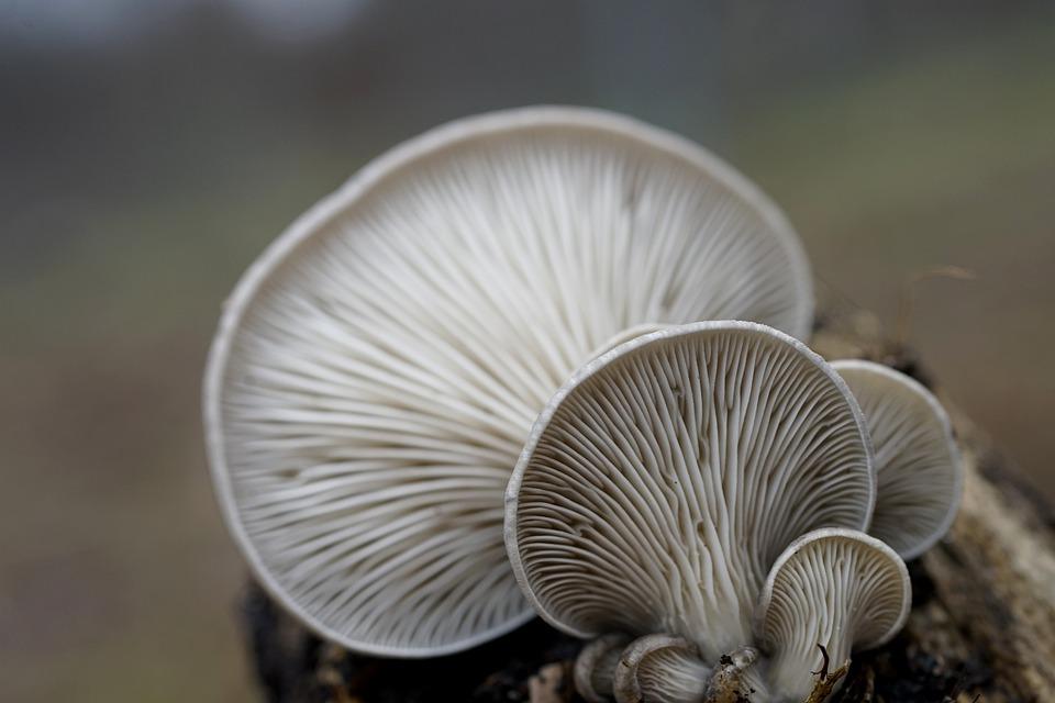 How Big Is A Bushel Of Oysters