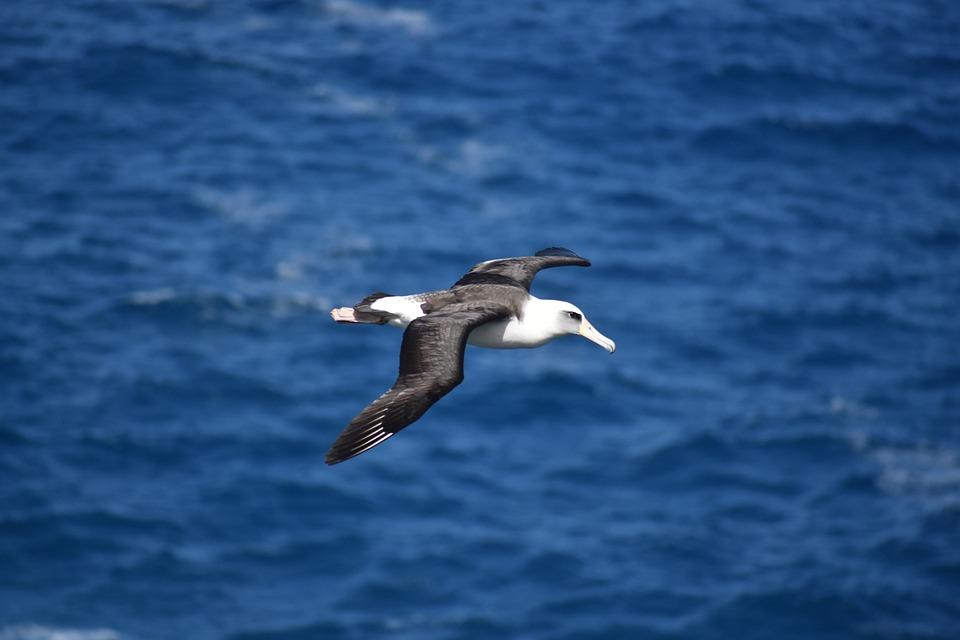 How Rare Is An Albatross In Golf