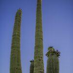 Tennis Clubs In Tucson Az