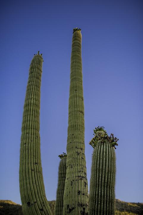 Tennis Clubs In Tucson Az