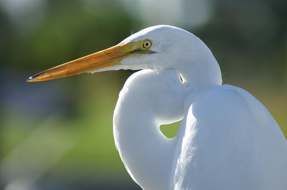 White Hot Og 7 Bird