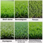 Different Types of Golf Course Grass