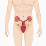 Male Anatomy Hygiene Illustration